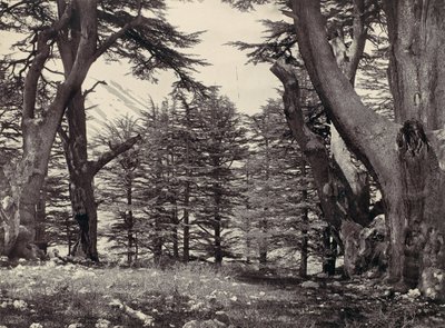 Cedars of Libanon, ca. 1857. af Francis Frith