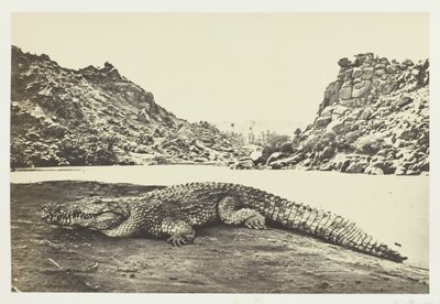 Krokodille på en sandbanke, 1857. af Francis Frith