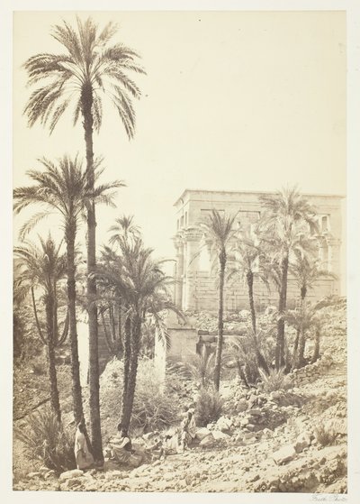 Gruppe af palmer, 185862. af Francis Frith