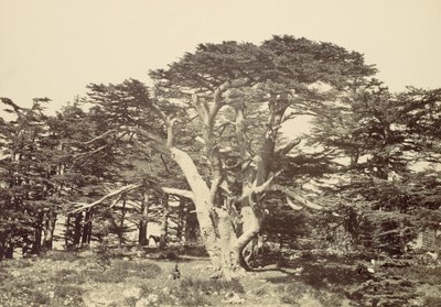 Den største af cedertræerne, Libanonbjerget, 1857. af Francis Frith