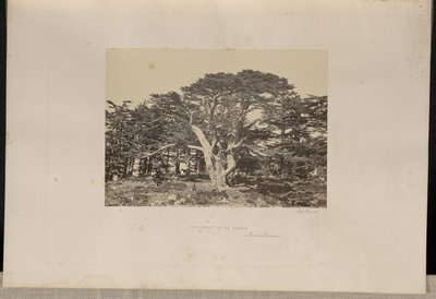 Det største af cedertræerne, Mount Lebanon af Francis Frith