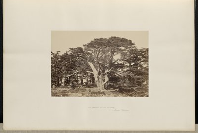 Det største af cedertræerne, Mount Lebanon af Francis Frith