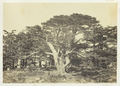 Den største af cedertræerne, Libanonbjerget, 1857. af Francis Frith