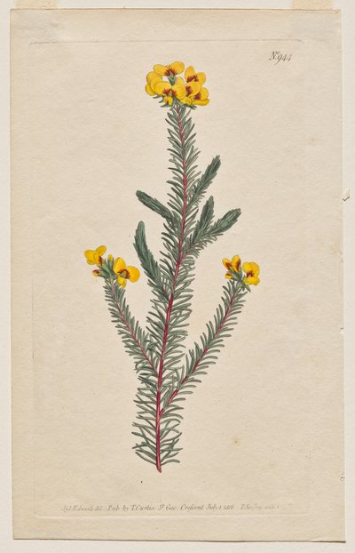 Det botaniske magasin eller blomsterhave vist: Tavle 944, Dillwynia glaberrima. Glatbladet Dillwynnia. [Dillwynia ericifolia gaberrima] af Francis Sansom
