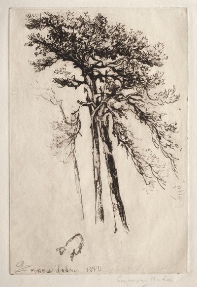 Det seneste træ af Francis Seymour Haden