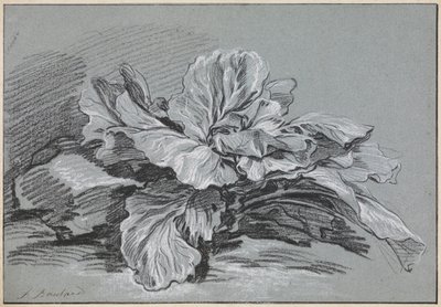 Undersøgelse af et kålhoved af François Boucher