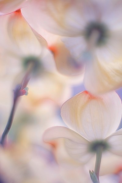 Bløde, lyserøde kornelblomster af Francois Casanova