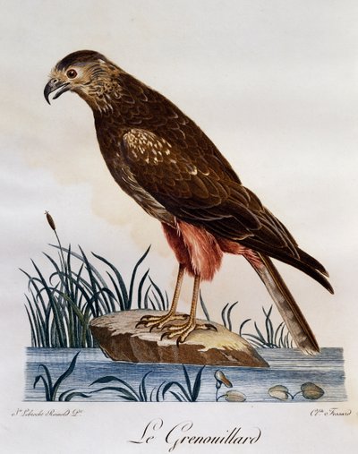 Afrikansk Marsh Harrier (Circus ranivorus), gravering fra Natural History of African Birds af Francois Le Vaillant