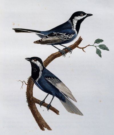 Ashy Tit (Parus cinerascens), gravering fra Natural History of African Birds af Francois Le Vaillant
