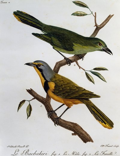 Bokmakierie Bushshrike (Telophorus zeylonus), gravering fra Natural History of African Birds af Francois Le Vaillant
