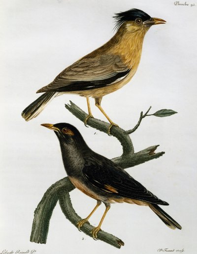 Brahminy Starling (Sturnus pagodarum) og, nedenfor, Bank Myna (Acridotheres ginginianus), gravering fra Histoire Naturelle des Oiseaux d