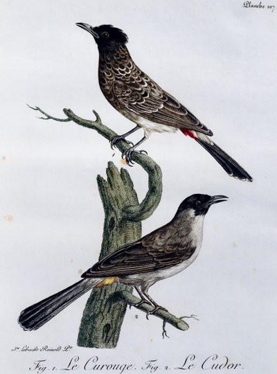 Cape Bulbul (Pycnonotus capensis) og nedenfor Garden Bulbul (Pycnonotus barbatus), gravering fra Histoire Naturelle des Oiseaux d