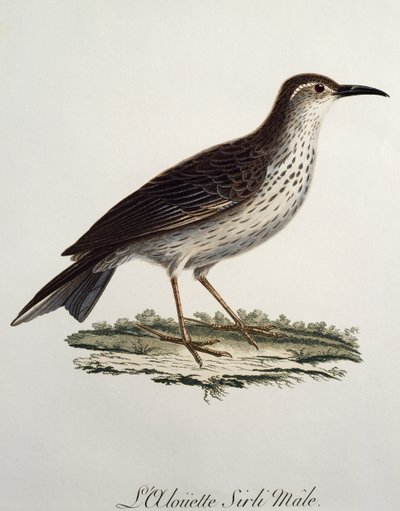 Hannen af Kap-langnæbbet (Certhilauda curvirostris), stik fra Histoire Naturelle des Oiseaux d