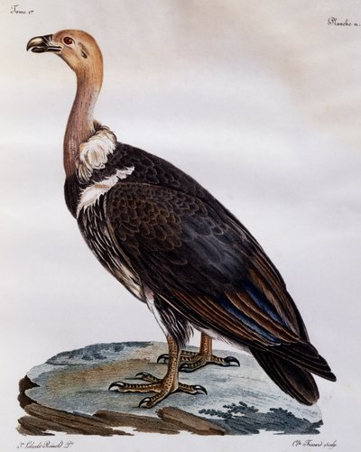 Moden Cape Griffon (Gyps coprotheres), gravering fra Natural History of African Birds af Francois Le Vaillant