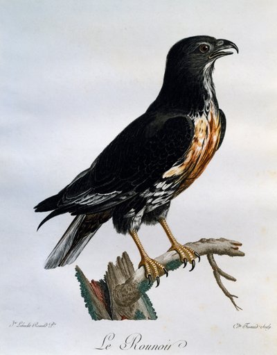 Sjakalvåge (Buteo rufofuscus), gravering fra Natural History of African Birds af Francois Le Vaillant