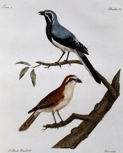 Le Pendeur et le Rousseau, kobberstik fra Histoire Naturelle des Oiseaux d