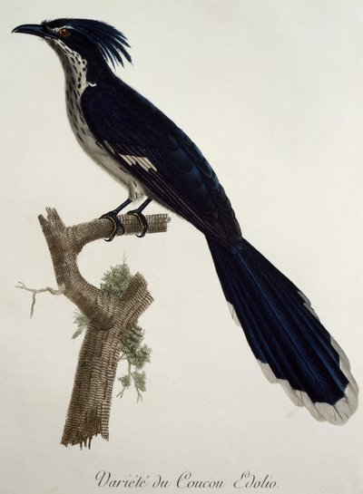 Levaillants Gøg (Clamator levaillantii), gravering fra Histoire Naturelle des Oiseaux d