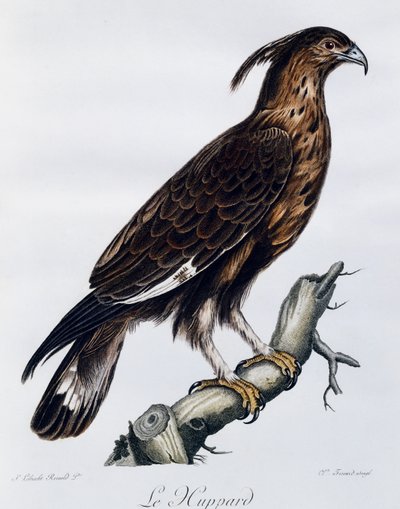 Langkaget ørn (Lophaetus occipitalis), gravering fra Natural History of the Birds of Africa af Francois Le Vaillant
