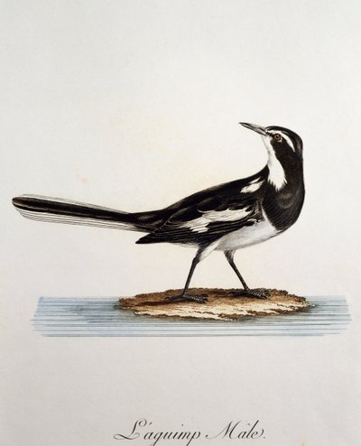 Han af en afrikansk vipstjert (Motacilla aguimp), gravering fra Histoire Naturelle des Oiseaux d