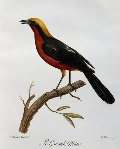 Han almindelige Gonolek (Laniarius barbarus), gravering fra Natural History of African Birds af Francois Le Vaillant
