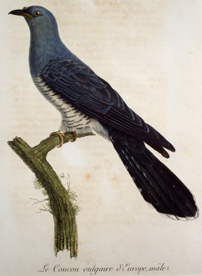Hangøg (Cuculus canorus), gravering fra Histoire Naturelle des Oiseaux d