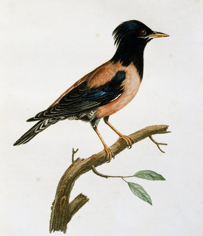 Han-rosenstær (Sturnus roseus), gravering fra Histoire Naturelle des Oiseaux d