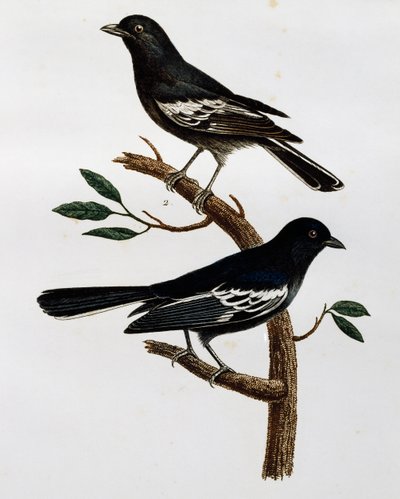 Han og hun af sortmejse (Parus niger), gravering fra Histoire Naturelle des Oiseaux d