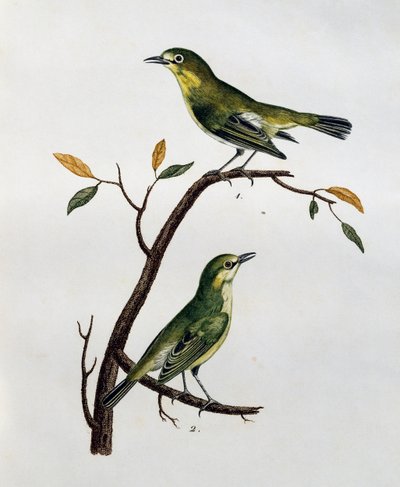 Han og hun af bleg hvid-øje (Zosterops pallidus), gravering fra Histoire Naturelle des Oiseaux d