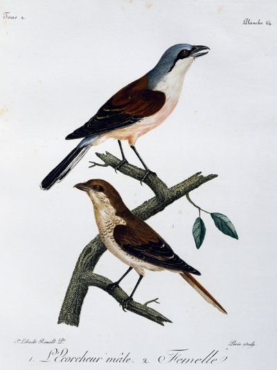 Han og hun af rødrygget tornskade (Lanius collurio), stik fra Histoire Naturelle des Oiseaux d