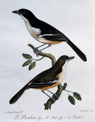 Han og hun af Southern Boubou (Laniarius ferrugineus), gravering fra Histoire Naturelle des Oiseaux d