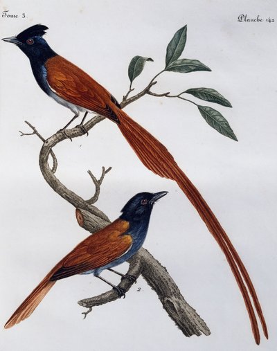 Han og hun af plettet fluesnapper (Muscicapa striata), gravering fra Histoire Naturelle des Oiseaux d