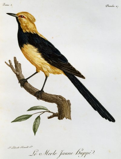 Merle Jaune Huppe, gravering fra Natural History of African Birds af Francois Le Vaillant
