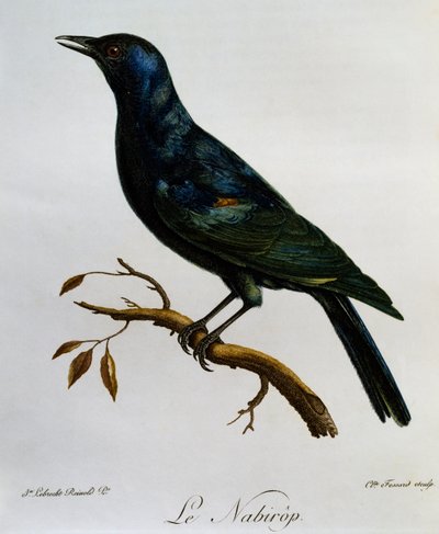 Blegvinget stær (Onychognathus nabouroup), gravering fra Natural History of African Birds af Francois Le Vaillant