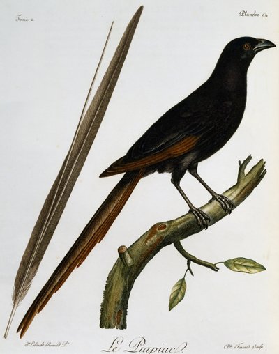 Piapiac (Ptilostomus afer), gravering fra Histoire Naturelle des Oiseaux d
