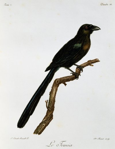 Racket-tailed Treepie (Crypsirina temia), gravering fra Natural History of African Birds af Francois Le Vaillant