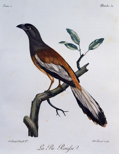 Rufous Treepie (Dendrocitta vagabunda), gravering fra Natural History of African Birds af Francois Le Vaillant