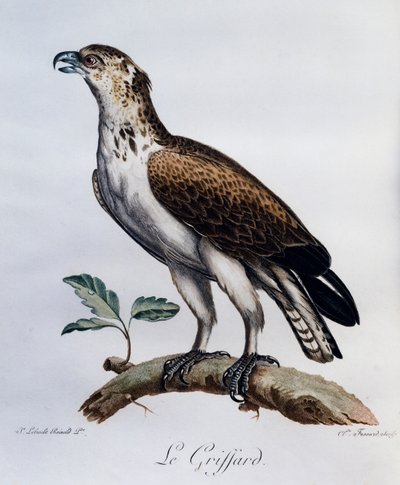 Korttået Slangeørn (Circaetus gallicus), gravering fra Natural History of African Birds af Francois Le Vaillant