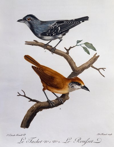 Tachet og, nedenfor, Rousset, gravering fra Histoire Naturelle des Oiseaux d