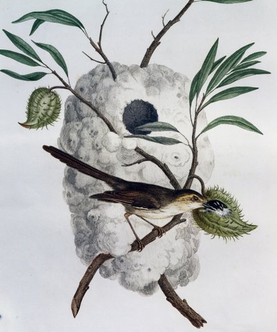 Tawny-flankeret Prinia (Prinia subflava), gravering fra Natural History of African Birds af Francois Le Vaillant