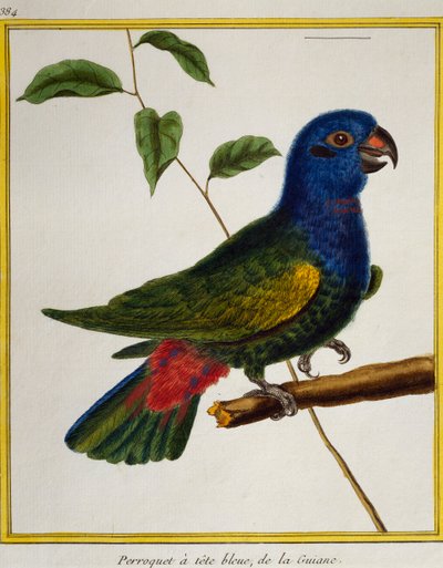 Blåhovedet papegøje (Pionus menstruus), fra Natural History of Birds af Francois Nicolas Martinet