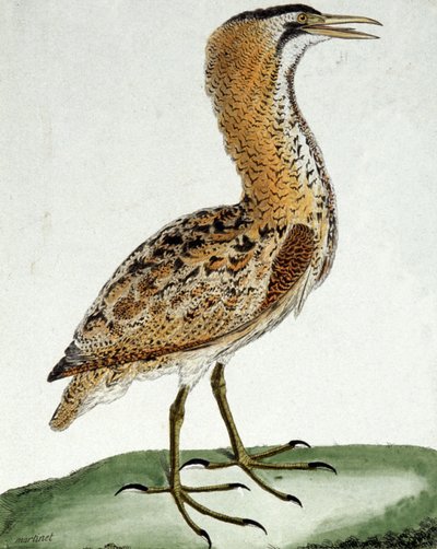 Bittern af Francois Nicolas Martinet