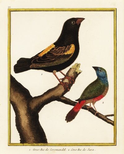 Kap biskop, Euplectes capensis 1, og pilehale papegøjefink, Erythrura prasina 2 af Francois Nicolas Martinet