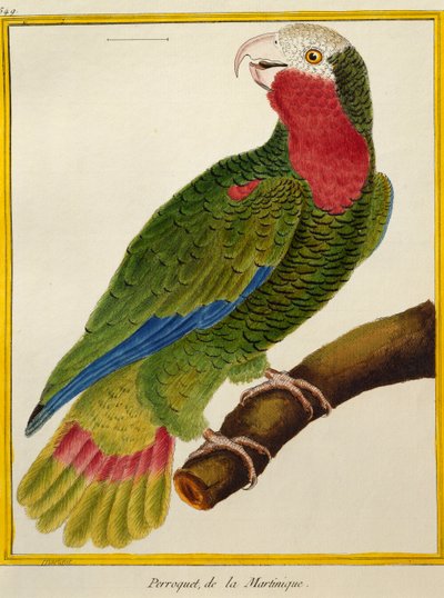 Cubansk papegøje (Amazona leucocephala), fra Natural History of Birds af Francois Nicolas Martinet
