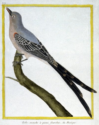 Fluer af Francois Nicolas Martinet