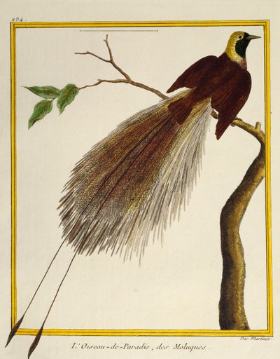 Greater Bird-of-Paradise (Paradisaea apoda), fra Natural History of Birds af Francois Nicolas Martinet