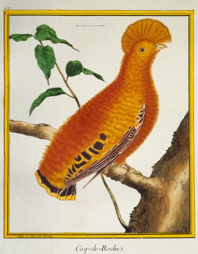 Guianan Cock-of-the-rock (Rupicola rupicola), fra Histoire naturelle des oiseaux af Francois Nicolas Martinet
