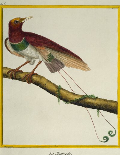 Konge-paradisfugl (Cicinnurus regius), fra Fuglenes Naturhistorie af Francois Nicolas Martinet