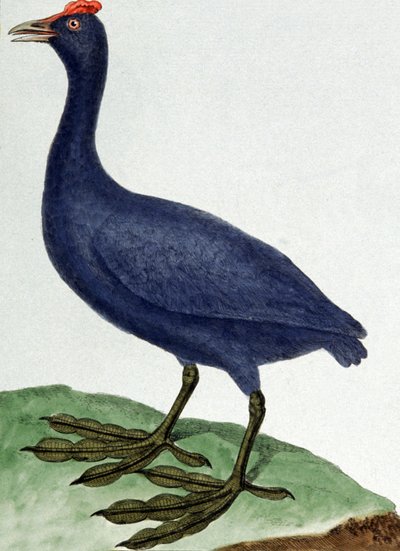 Madagaskar af Francois Nicolas Martinet