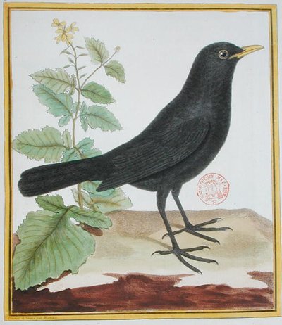 Fransk sortsort han, fra 