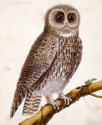 Ugle, fra "Histoire Naturelle des Oiseaux" af Georges de Buffon (1707-88), udgivet i 1777 af Francois Nicolas Martinet